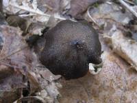 Entoloma hirtipes image