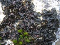 Collema latzelii image