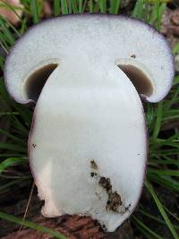 Tylopilus plumbeoviolaceus image
