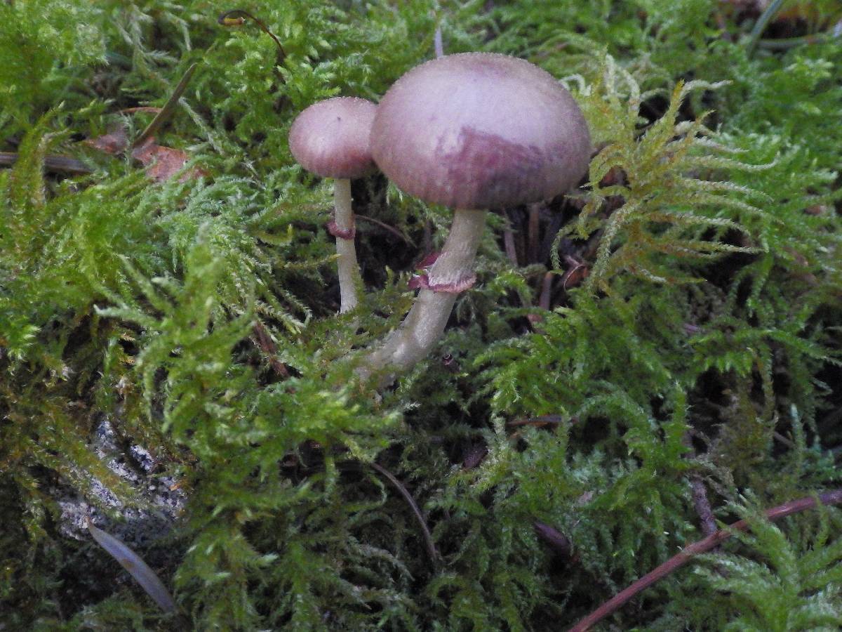 Psathyrella ellenae var. ellenae image
