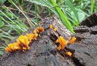 Dacryopinax spathularia image