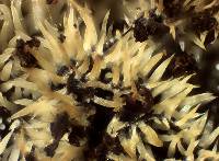 Mucronella calva image