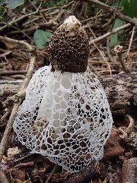 Phallus indusiatus image