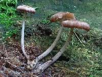 Gymnopus luxurians image