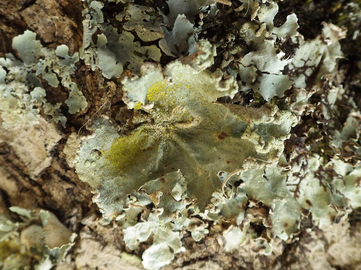 Parmotrema hypoleucinum image