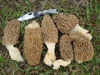 Morchella americana image