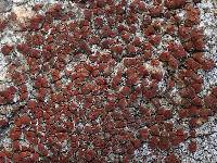 Caloplaca crenularia image