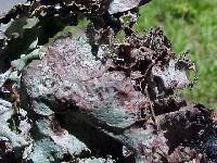 Platismatia glauca image