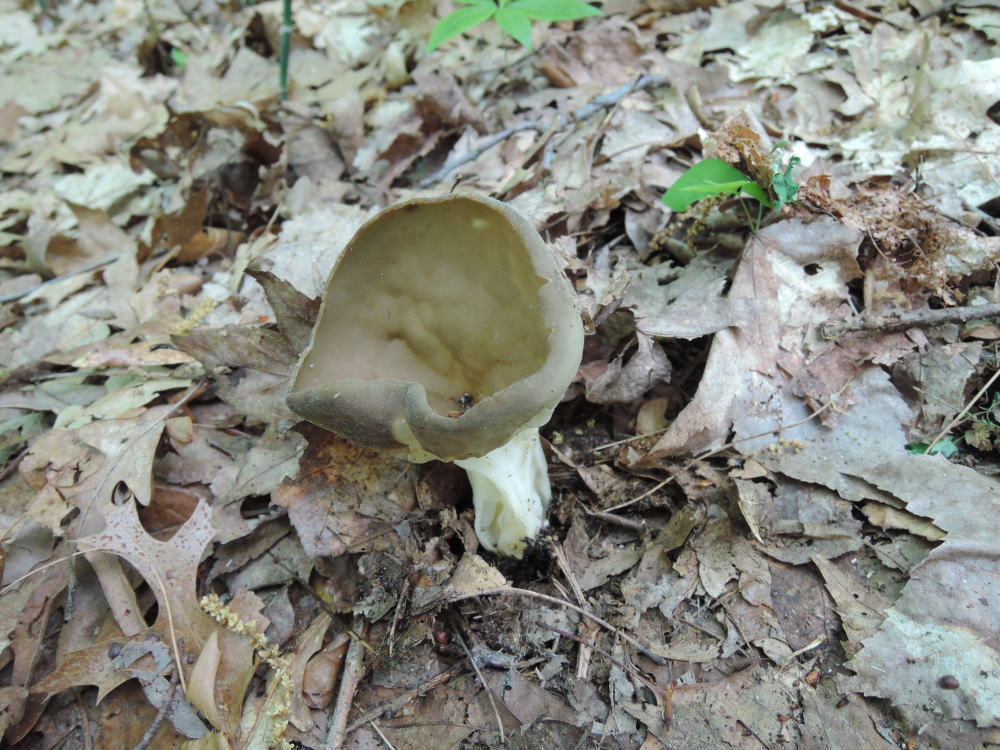 Helvella griseoalba image