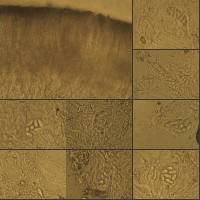 Thumbnail image of current specimen