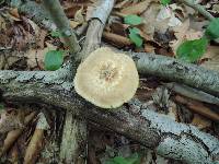 Polyporus craterellus image