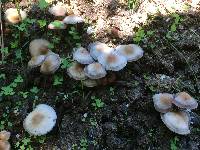 Panaeolus cinctulus image