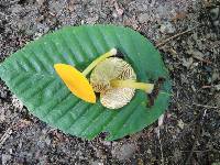 Pluteus chrysophlebius image