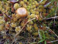 Galerina paludosa image