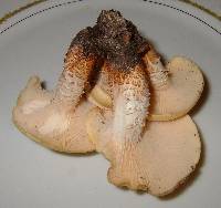 Neolentinus lepideus image