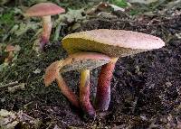 Boletochaete bicolor image