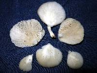 Pleurotus pulmonarius image