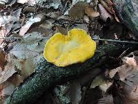 Cantharellus phasmatis image