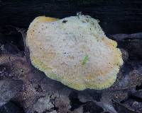 Tapinella panuoides image