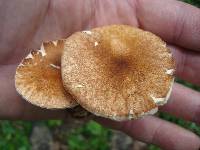 Gyroporus castaneus image