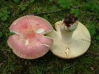 Russula flavisiccans image