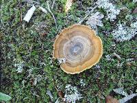 Coltricia perennis image