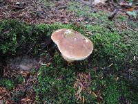 Tylopilus felleus image