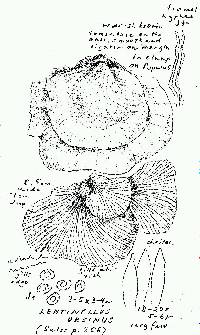 Lentinellus ursinus image