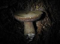 Tylopilus porphyrosporus image