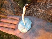 Leucocoprinus cepistipes image