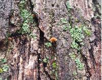 Xeromphalina kauffmanii image