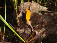 Mitrula elegans image