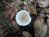 Tricholoma saponaceum image