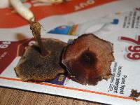 Coltricia cinnamomea image