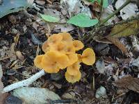 Cantharellus ignicolor image