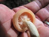 Rhodotus palmatus image