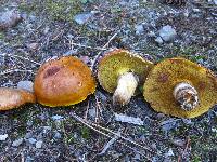 Suillus grevillei image