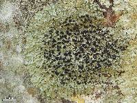 Pyxine berteriana image