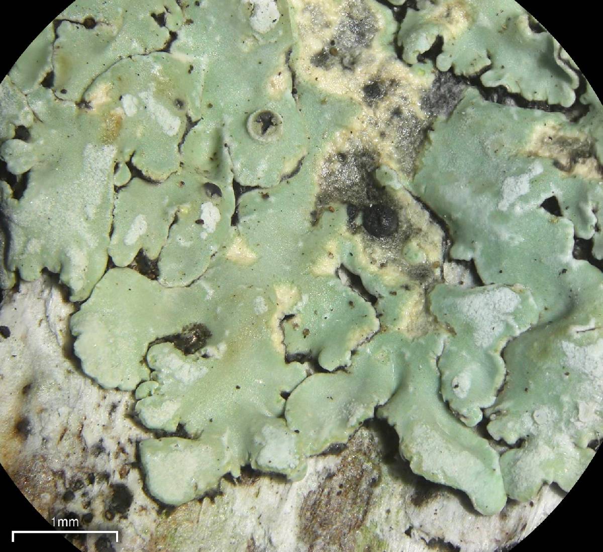 Pyxine berteriana image