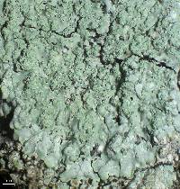 Pyxine cocoës image