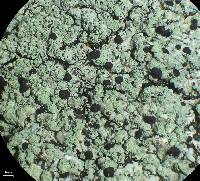 Pyxine cocoës image