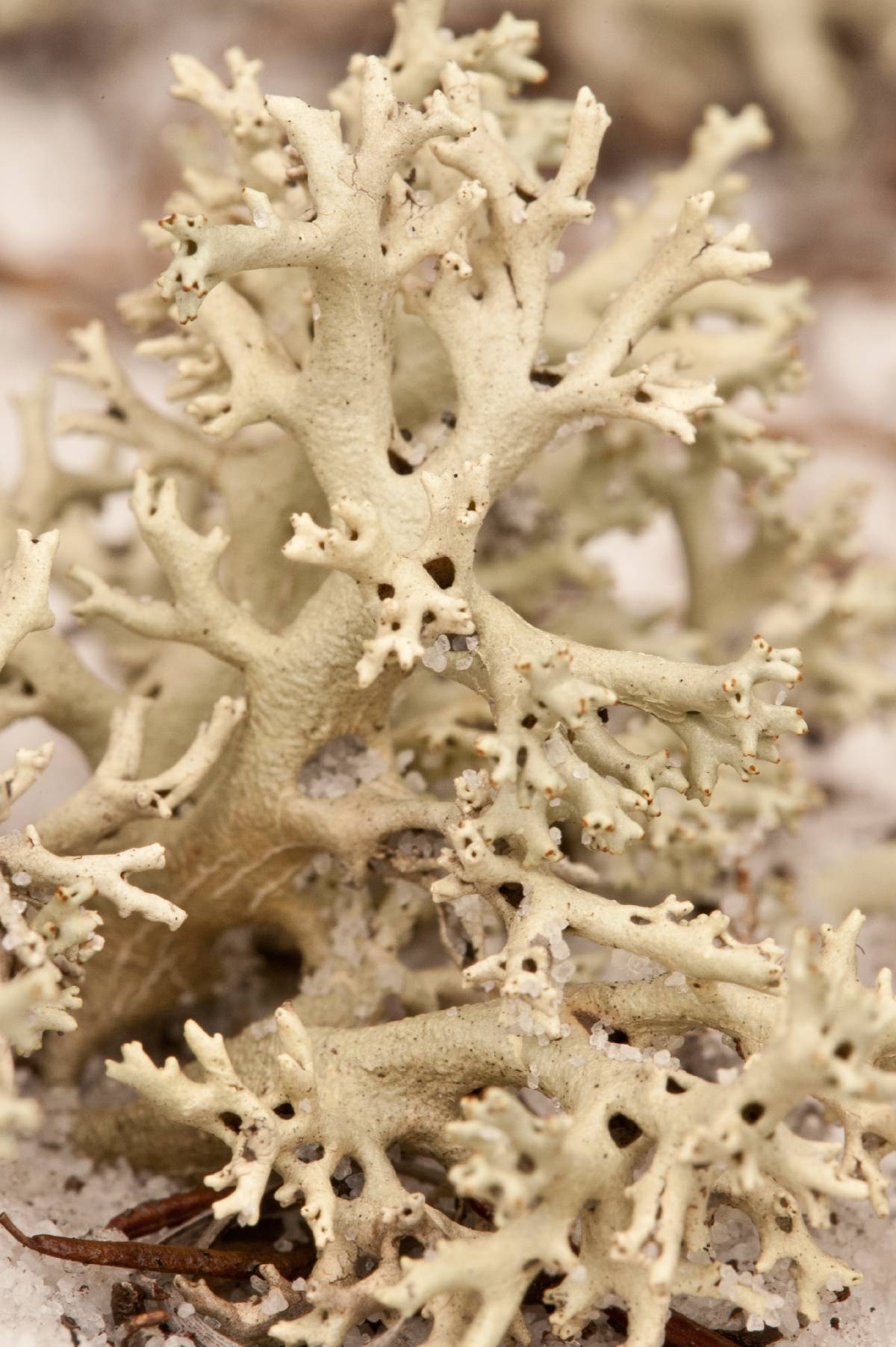 Cladonia perforata image