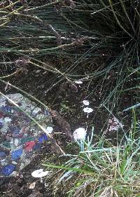 Leucocoprinus cepistipes image