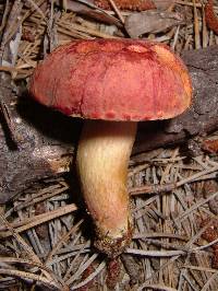 Boletus patrioticus image