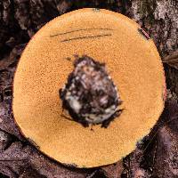 Boletochaete bicolor image
