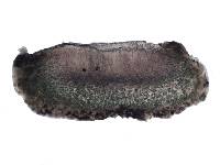 Collema latzelii image