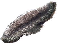 Collema latzelii image