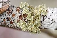 Vulpicida viridis image