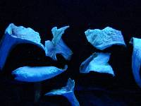 Infundibulicybe geotropa image