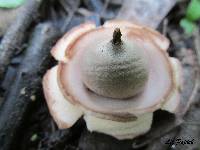 Geastrum triplex image